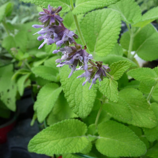 Salvia liliac (Salvia verticillata)