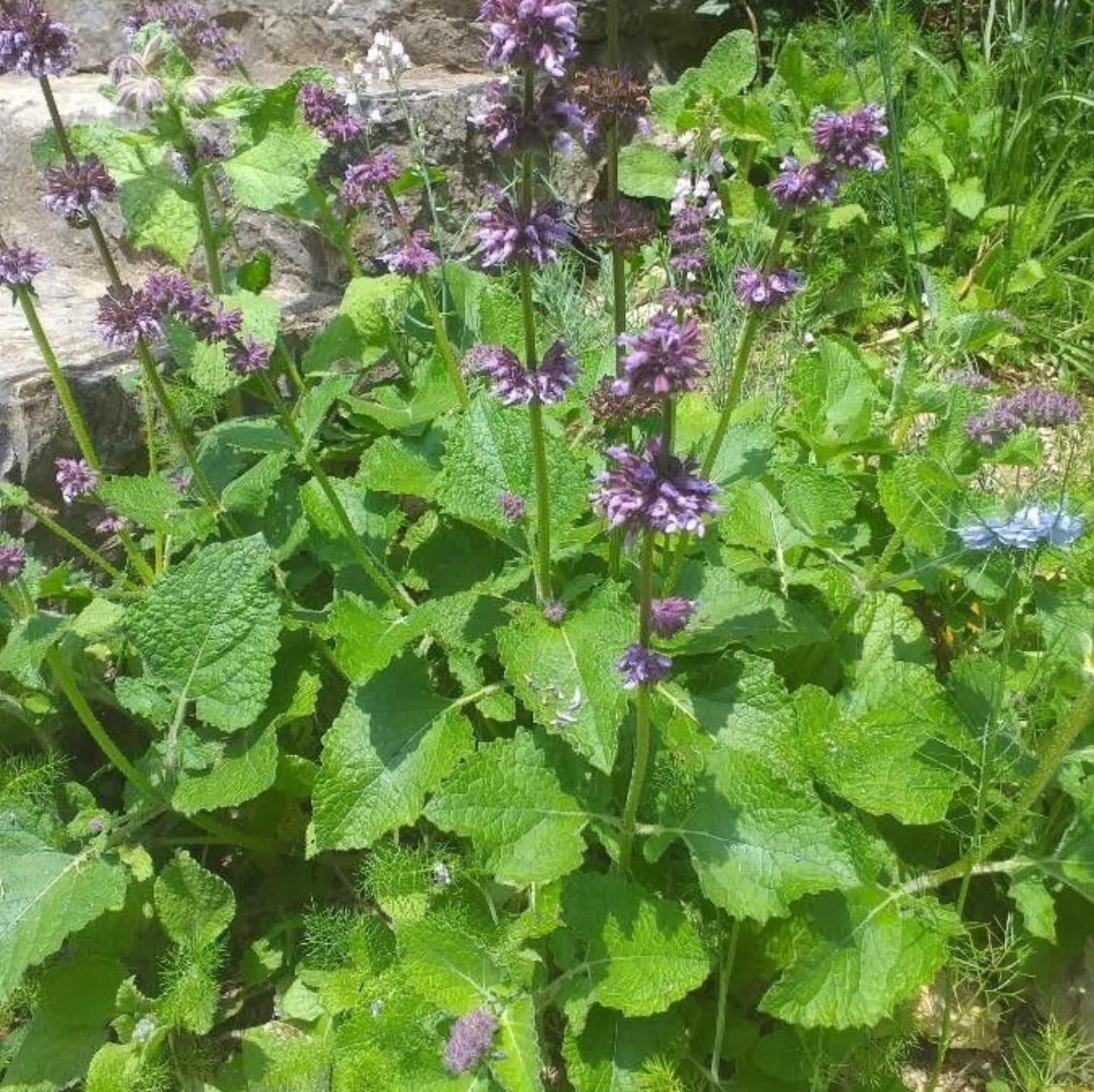 Salvia liliac (Salvia verticillata)