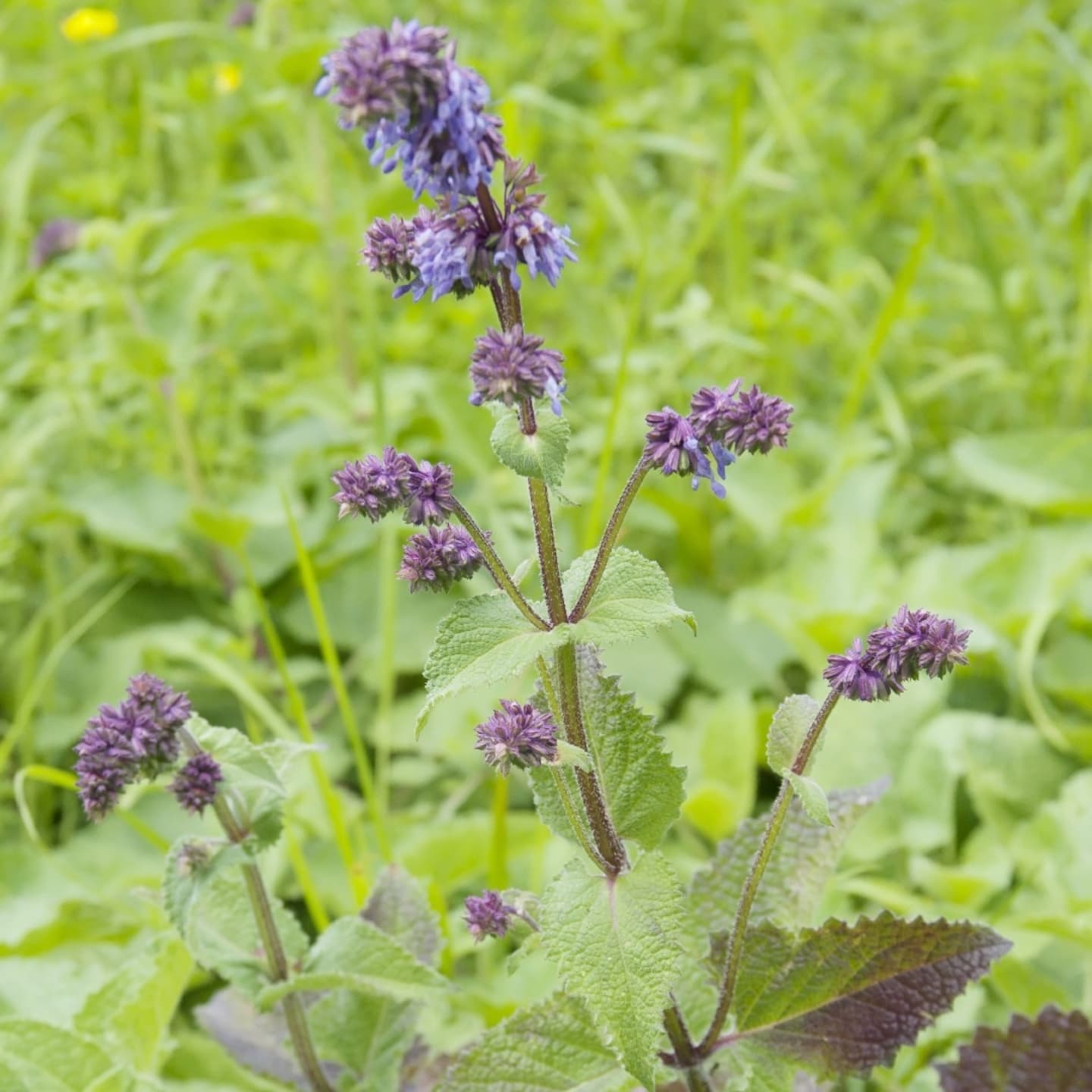 Salvia liliac (Salvia verticillata)