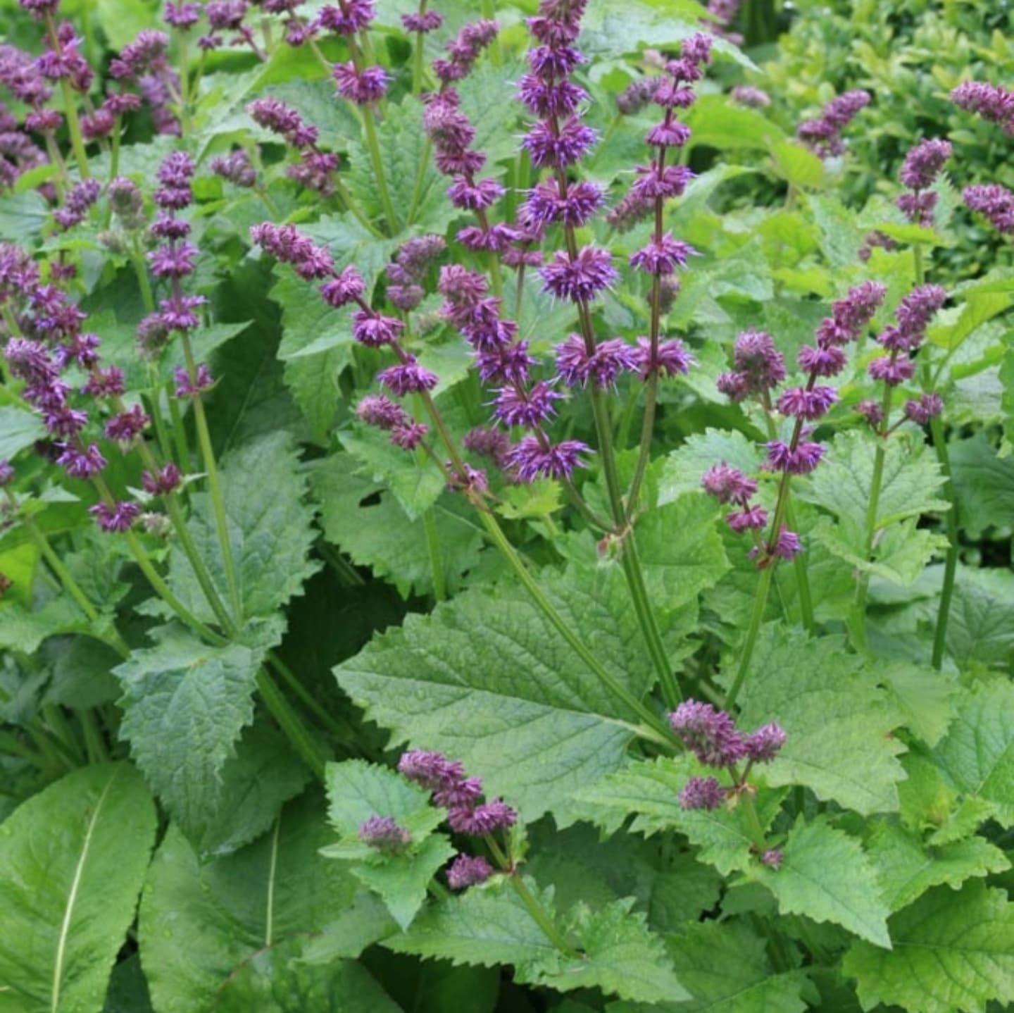 Salvia liliac (Salvia verticillata)