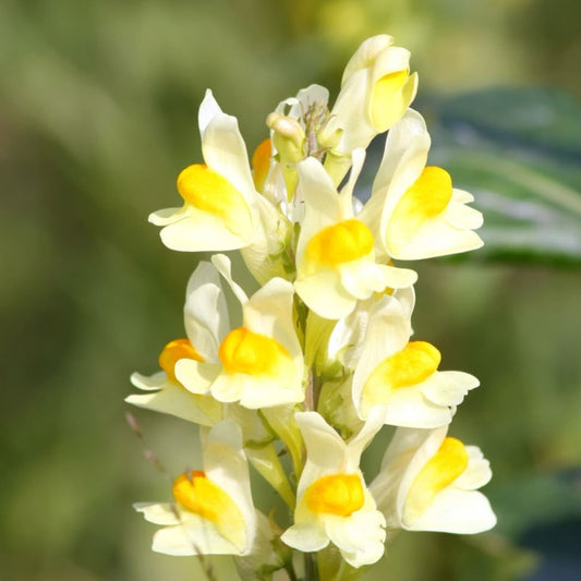 Gura leului sălbatică / Linariță (Linaria vulgaris)