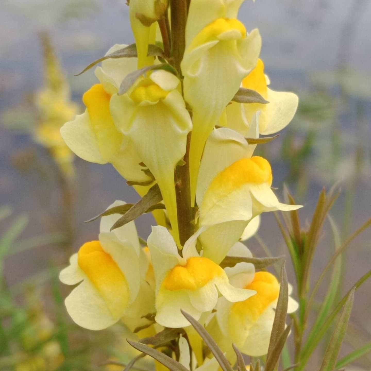 Gura leului sălbatică / Linariță (Linaria vulgaris)