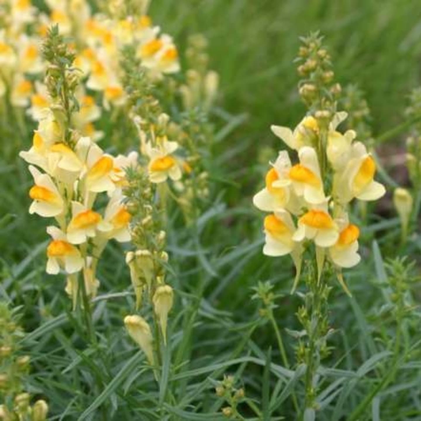 Gura leului sălbatică / Linariță (Linaria vulgaris)