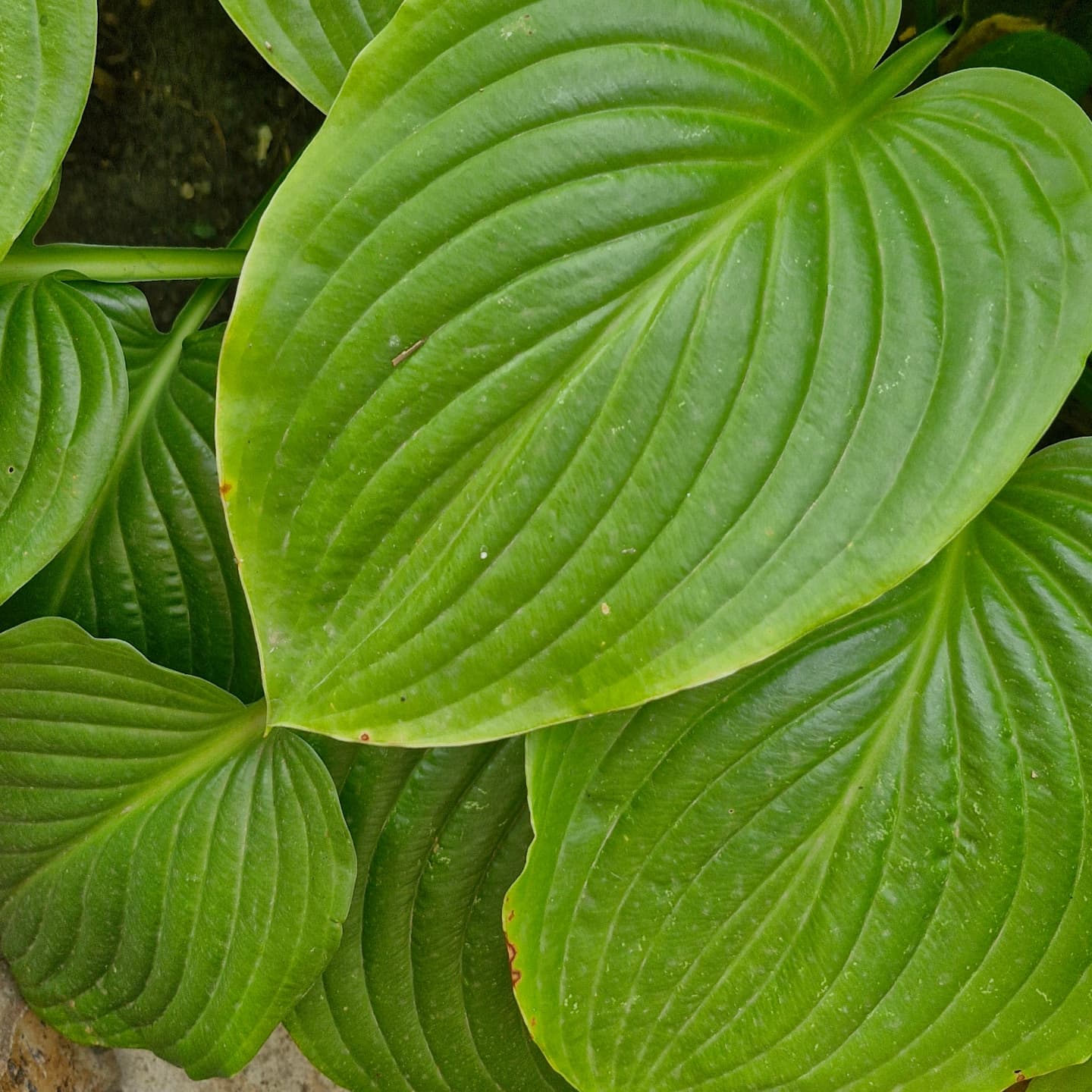 Crin de toamnă parfurmat (Hosta plantaginea)