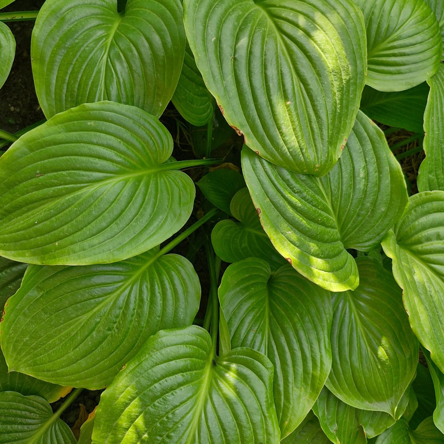 Crin de toamnă parfurmat (Hosta plantaginea)