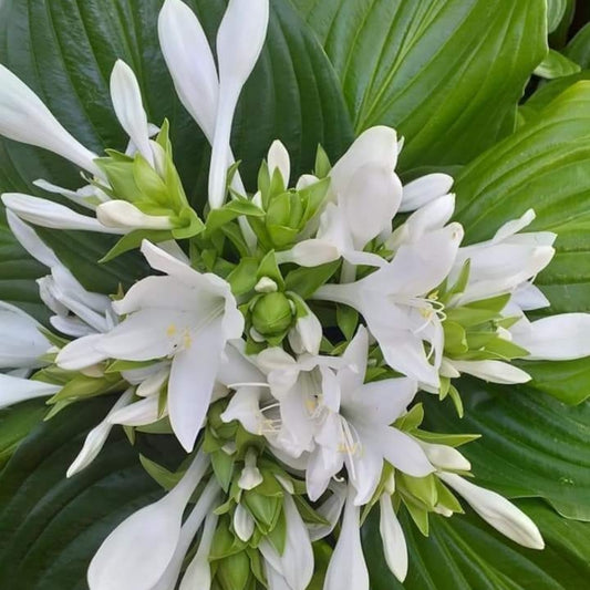 Crin de toamnă parfurmat (Hosta plantaginea)