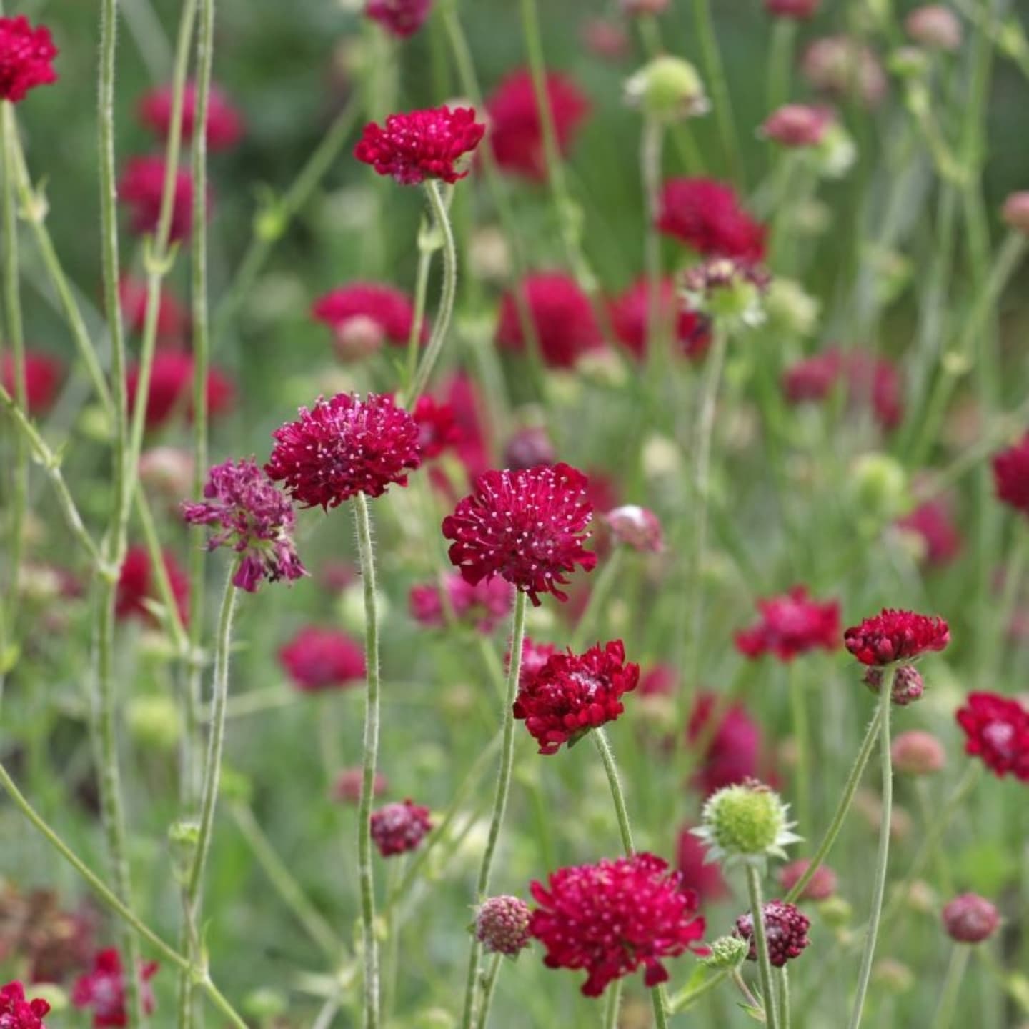 Scabiosa macedoneană (Knautia macedonica)