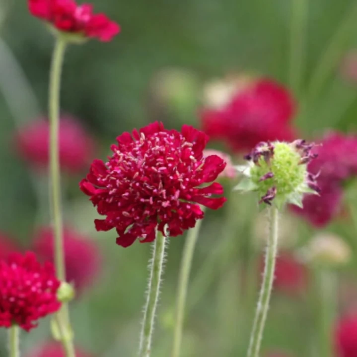 Scabiosa macedoneană (Knautia macedonica)