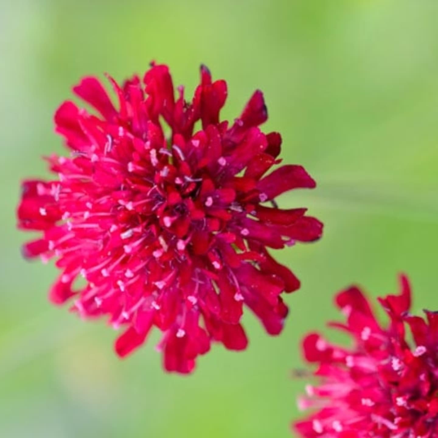 Scabiosa macedoneană (Knautia macedonica)