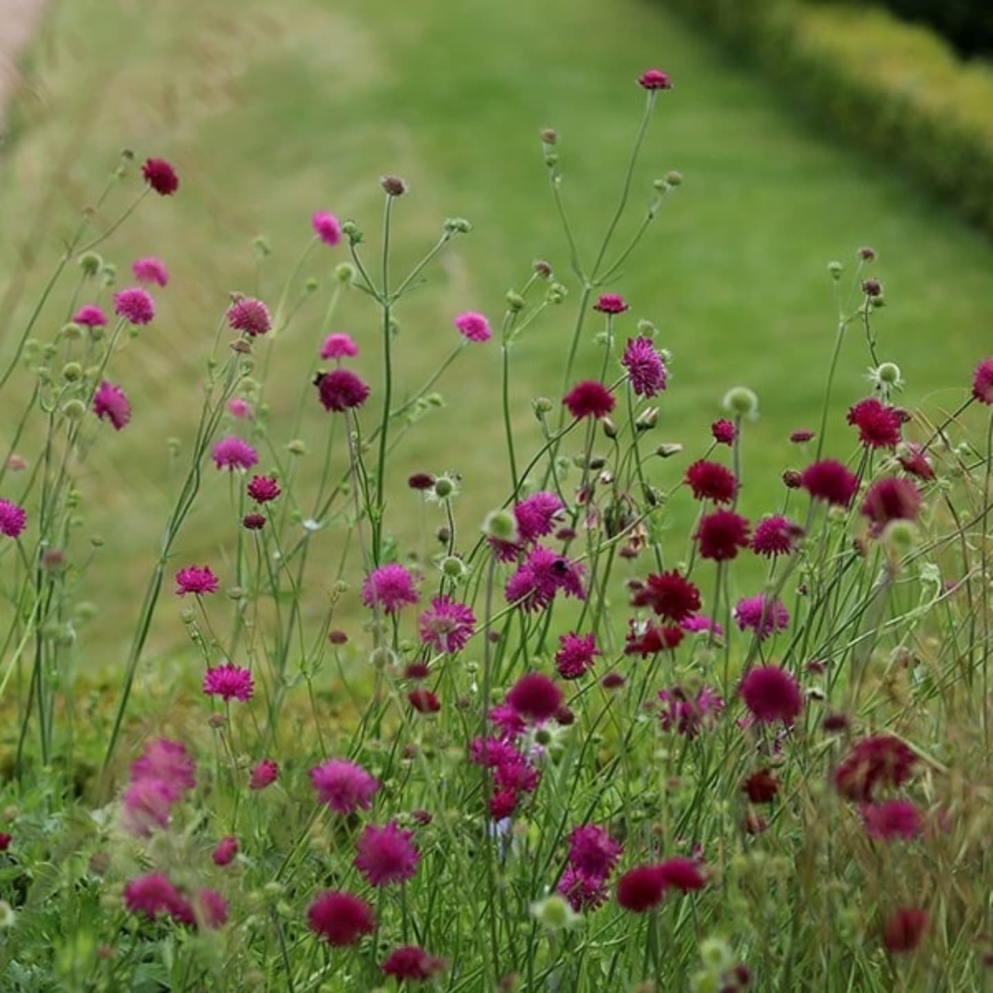 Scabiosa macedoneană (Knautia macedonica)