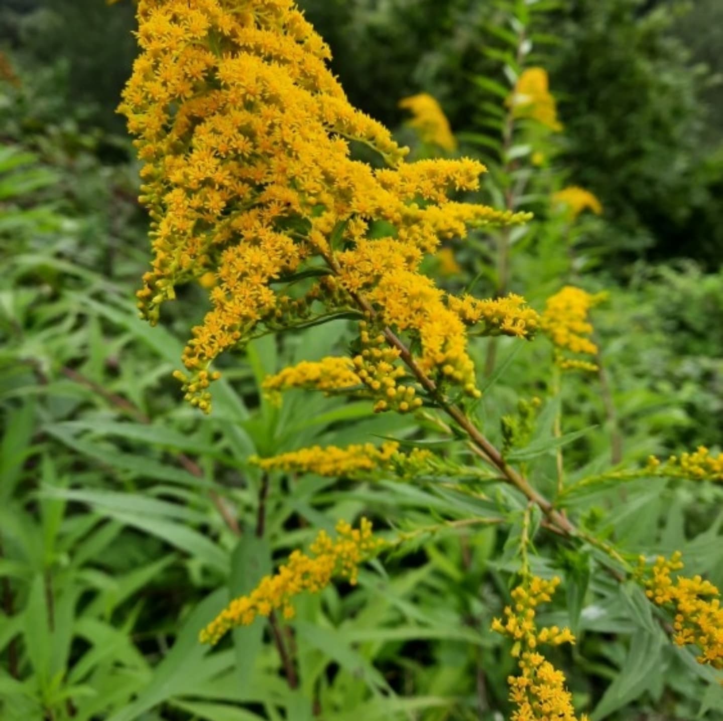 Drăgaica de grădină (Solidago canadensis)