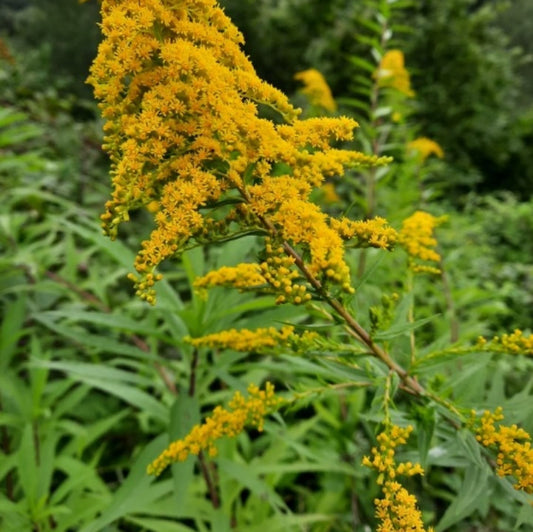 Drăgaica de grădină (Solidago canadensis)