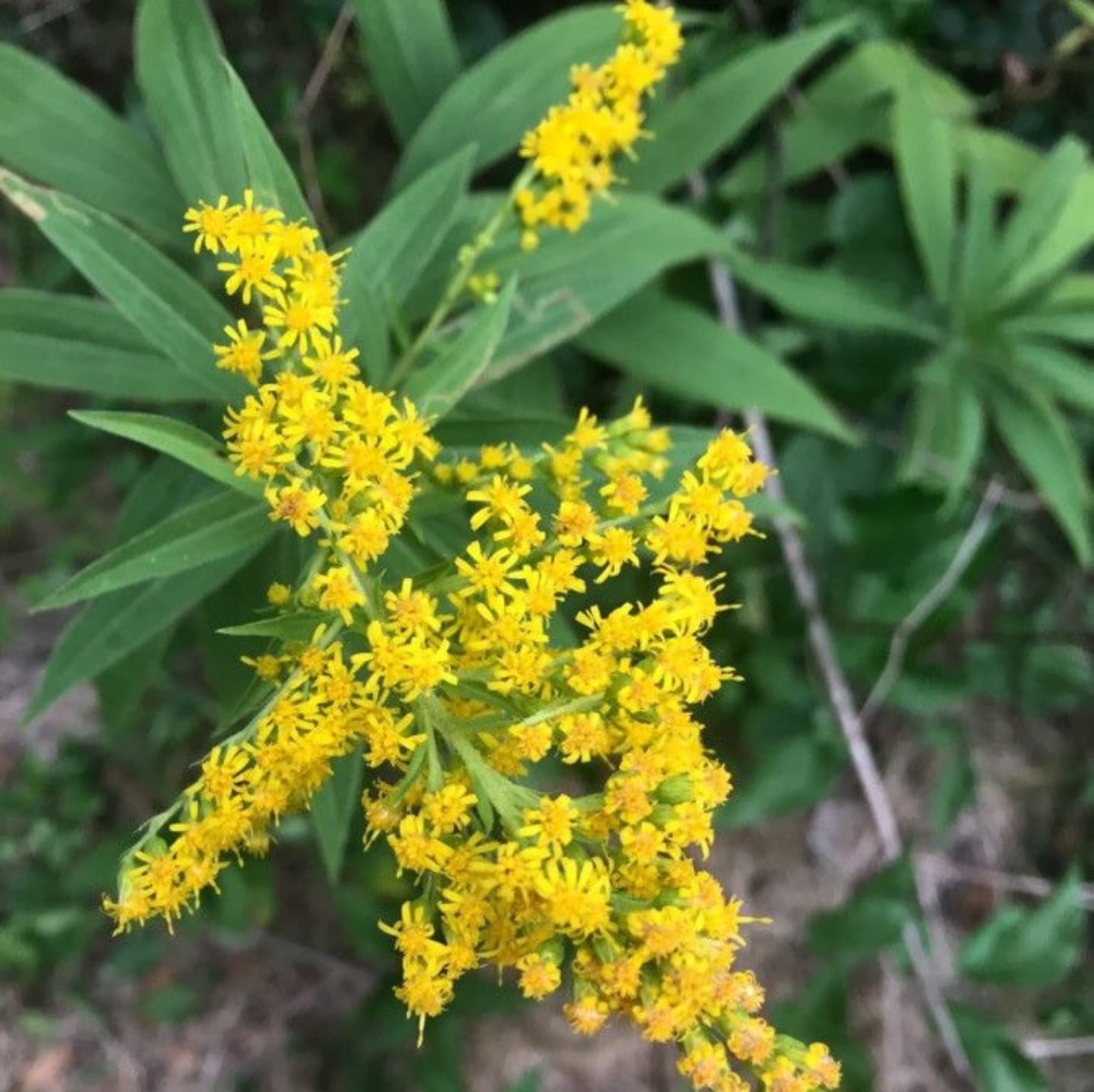 Drăgaica de grădină (Solidago canadensis)