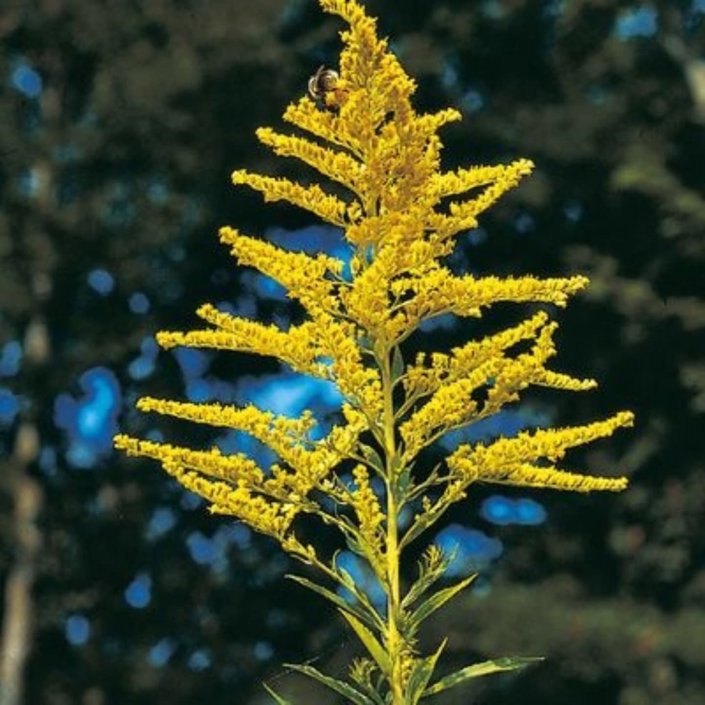 Drăgaica de grădină (Solidago canadensis)