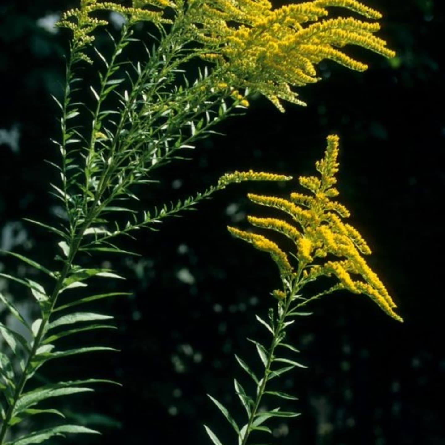 Drăgaica de grădină (Solidago canadensis)