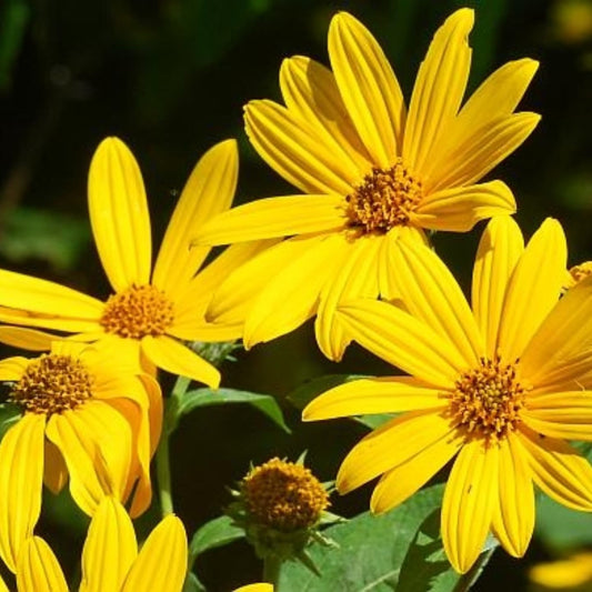 Topinambur / Nap porcesc (Helianthus tuberosus)