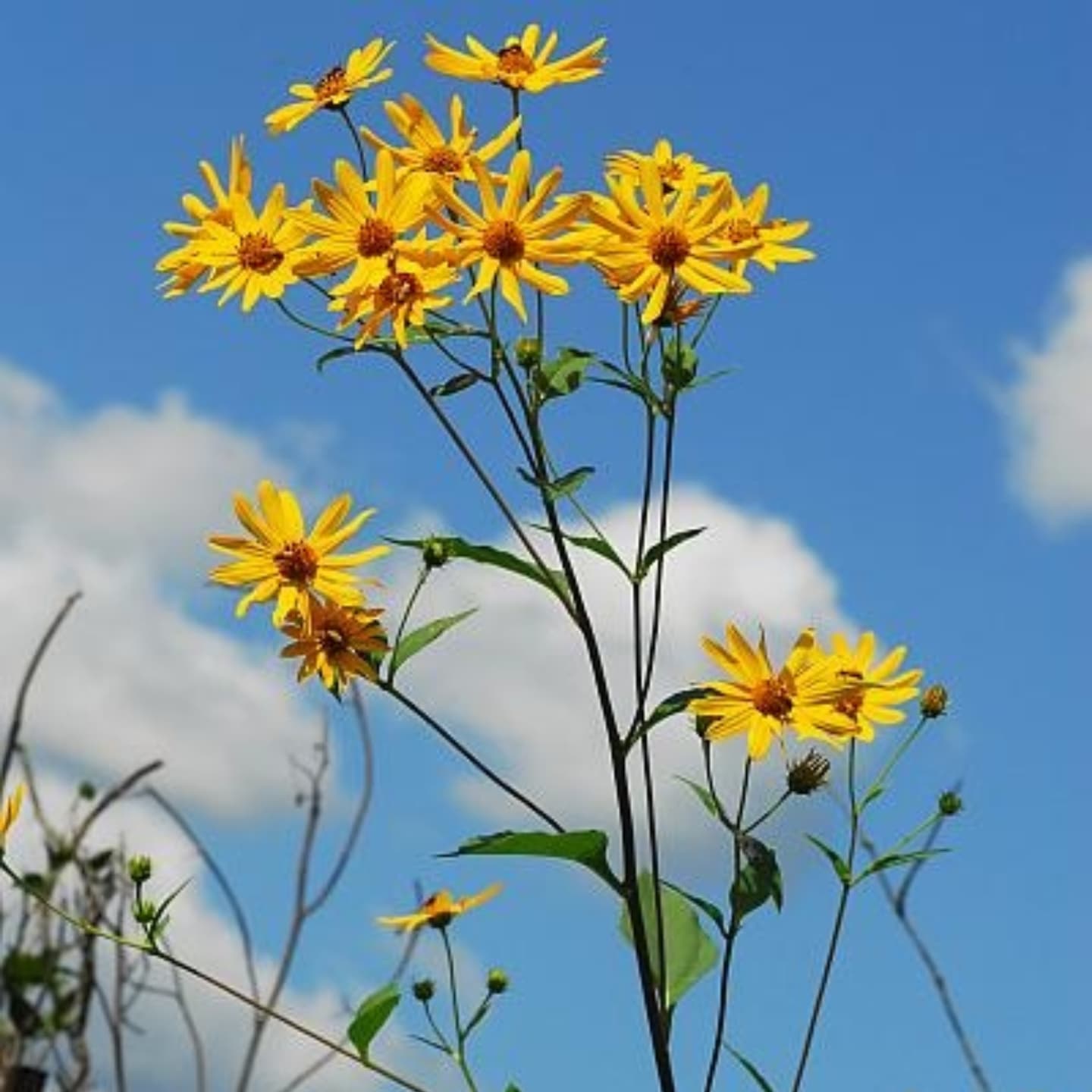 Topinambur / Nap porcesc (Helianthus tuberosus)