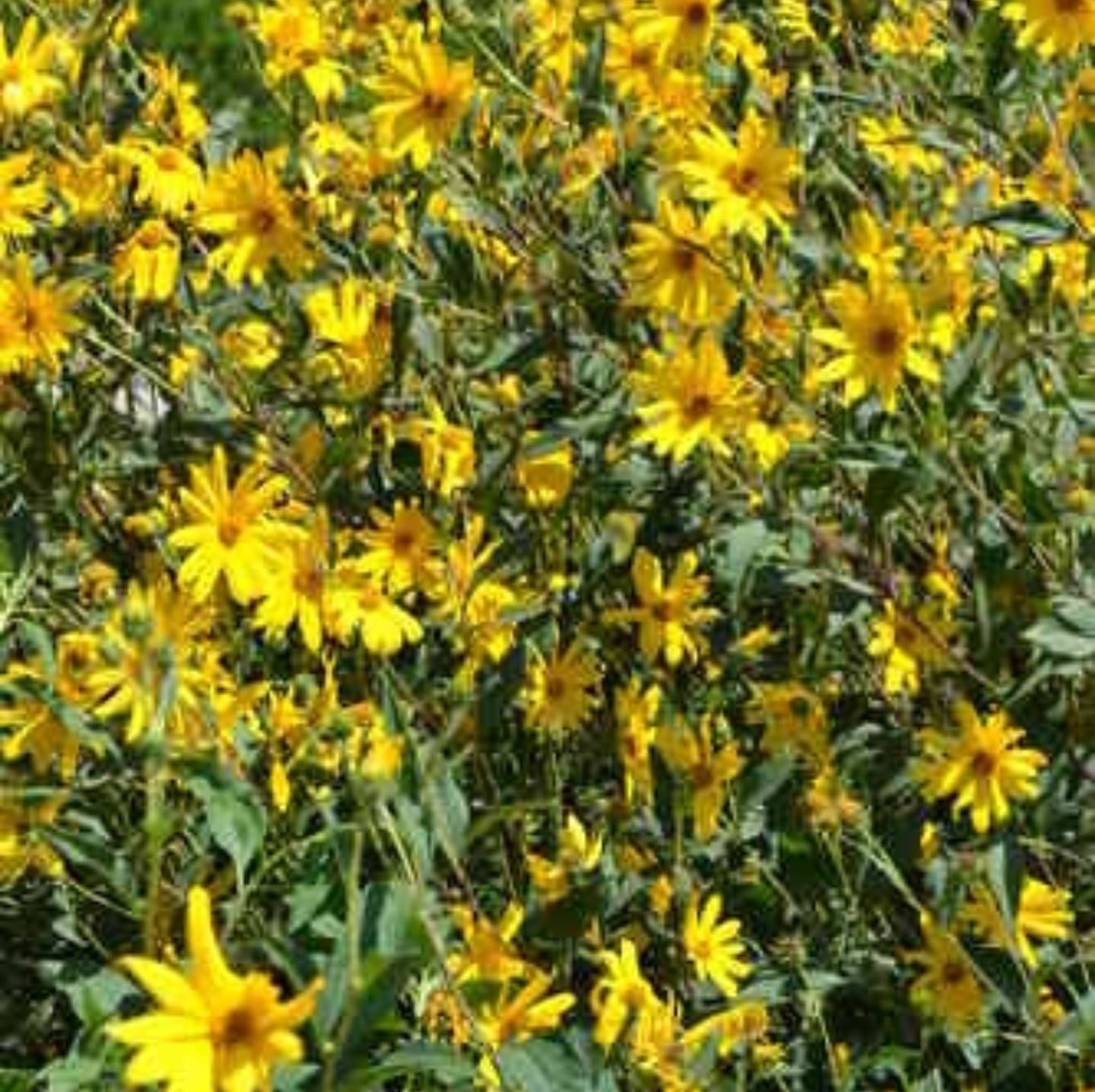 Topinambur / Nap porcesc (Helianthus tuberosus)