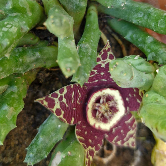 Steaua șerifului (Orbea variegata)