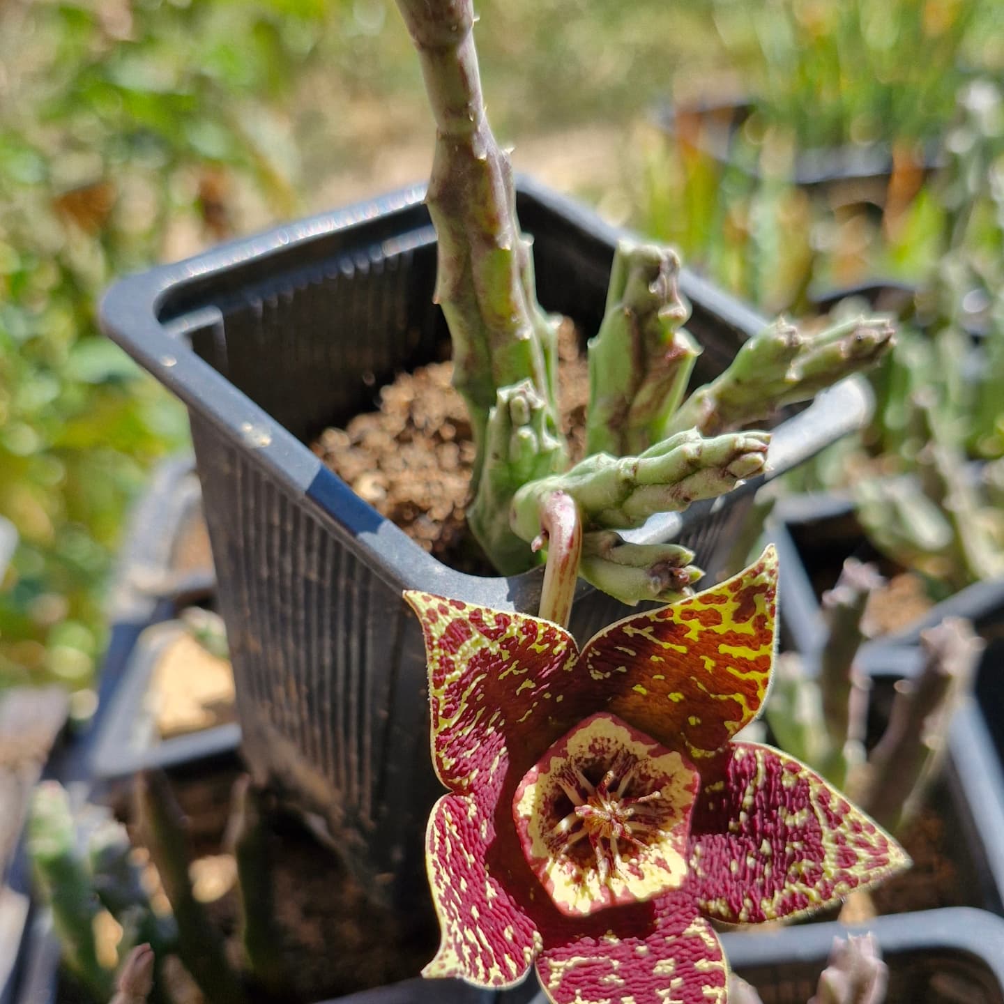 Steaua șerifului (Orbea variegata)