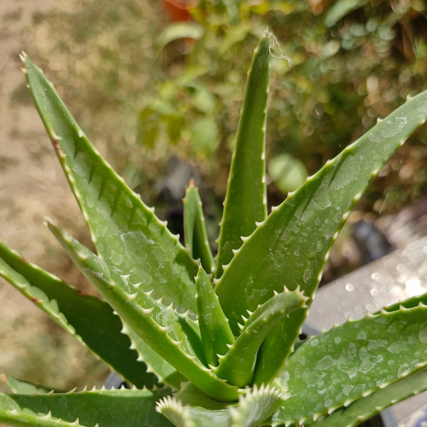 Aloe arborescens