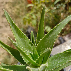 Aloe × nobilis