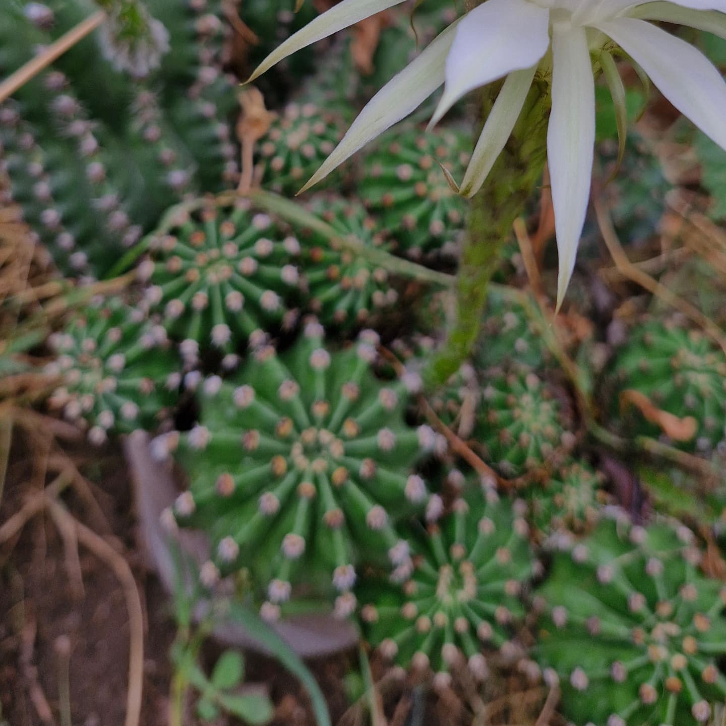 Cactusul crin (Echinopsis oxygona)