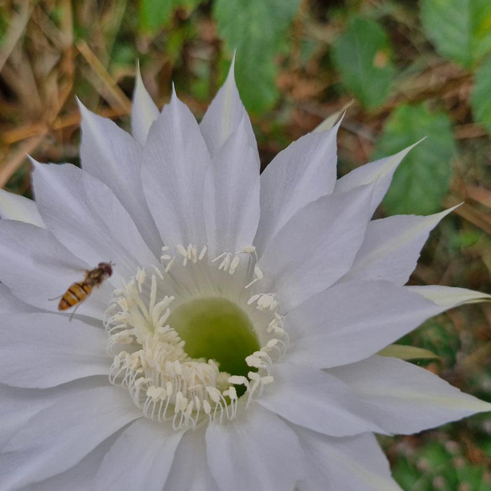 Cactusul crin alb (Echinopsis oxygona)