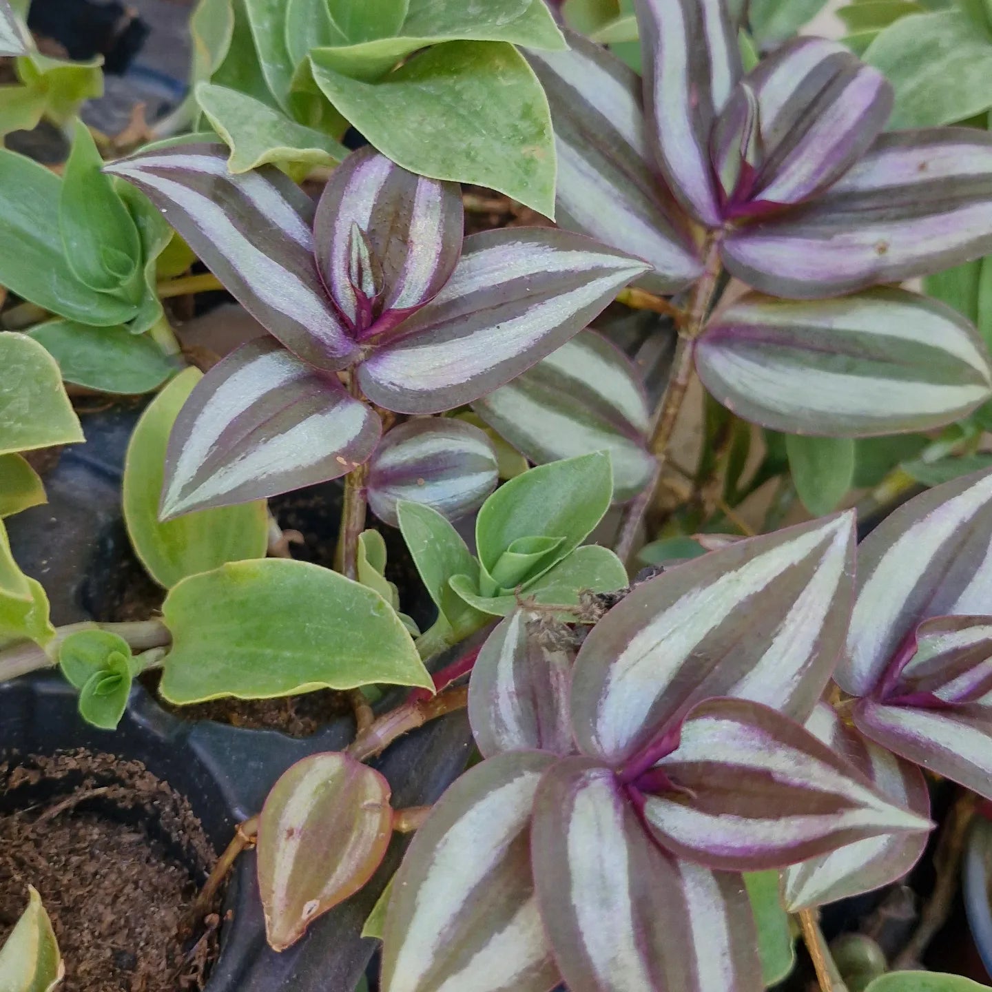 Tradescantia mix (Tradescantia zebrina/fluminensis)