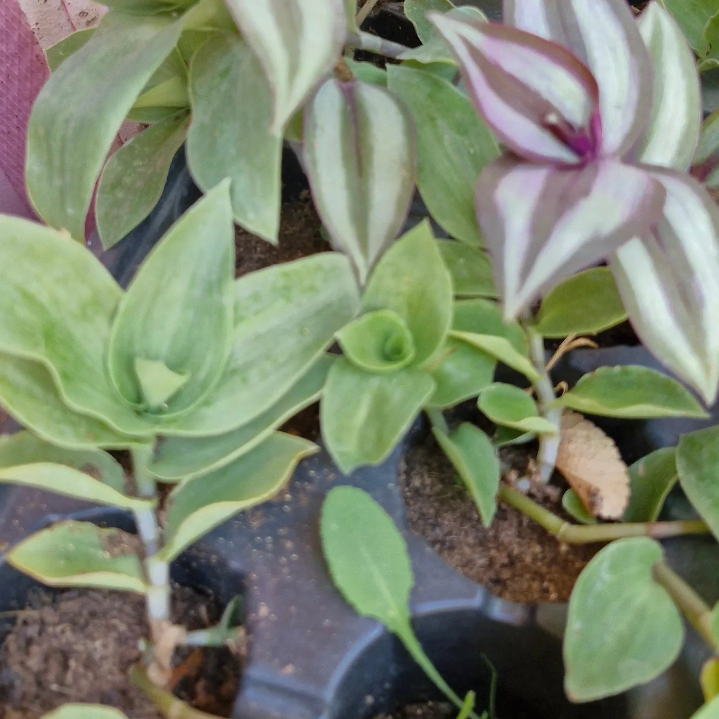 Tradescantia mix (Tradescantia zebrina/fluminensis)