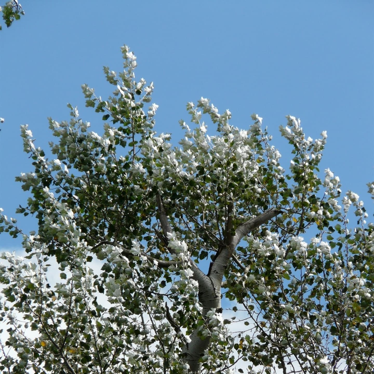 Plopul alb / argintiu (Populus alba)