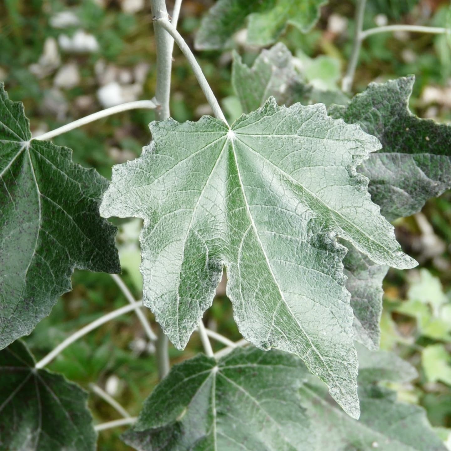 Plopul alb / argintiu (Populus alba)