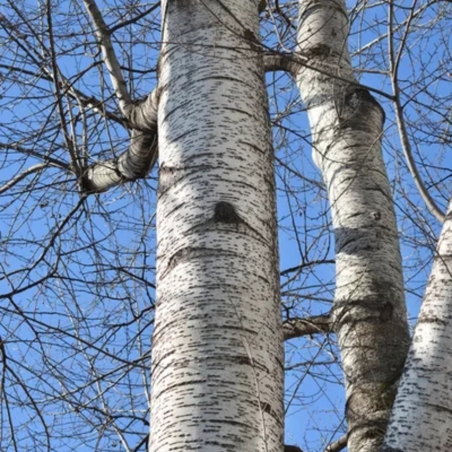 Plopul alb / argintiu (Populus alba)