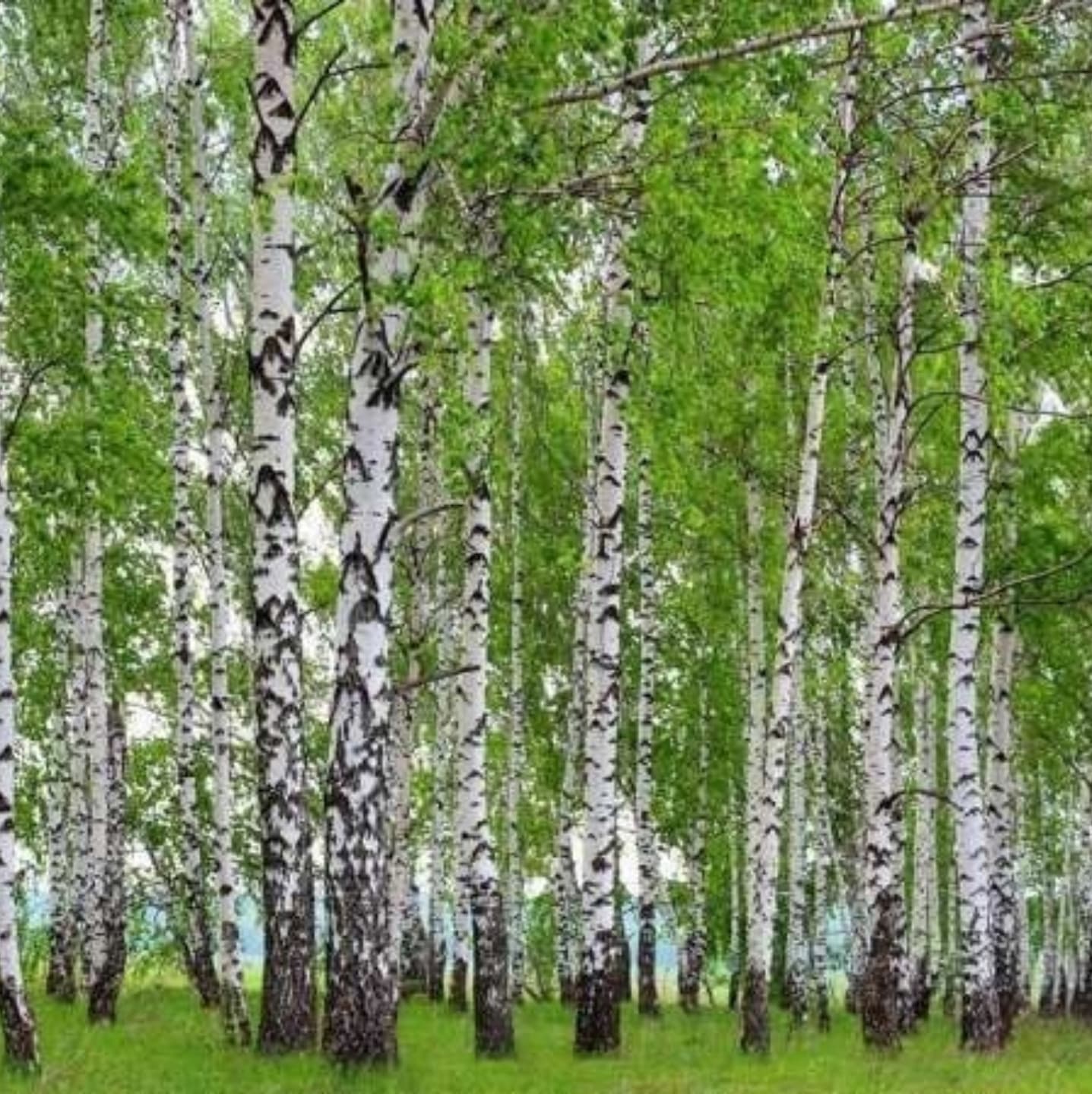 Plopul alb / argintiu (Populus alba)