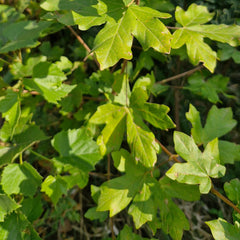 Jugastru (rădăcină ambalată 50-100 cm) (Acer campestre)