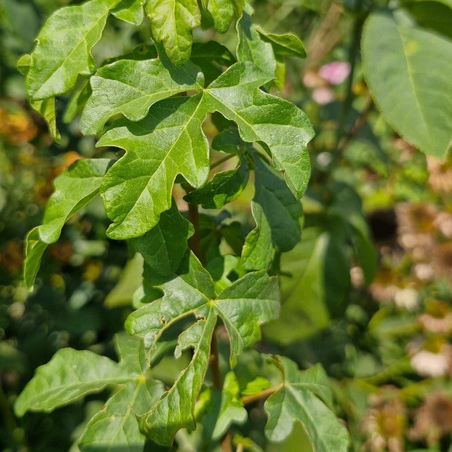 Jugastru (Acer campestre)