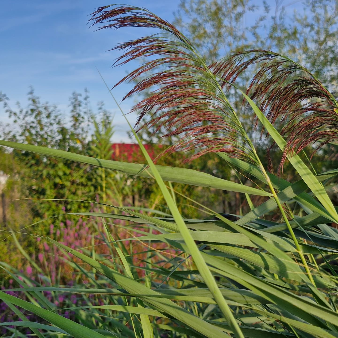 Trestia (Phragmites australis)