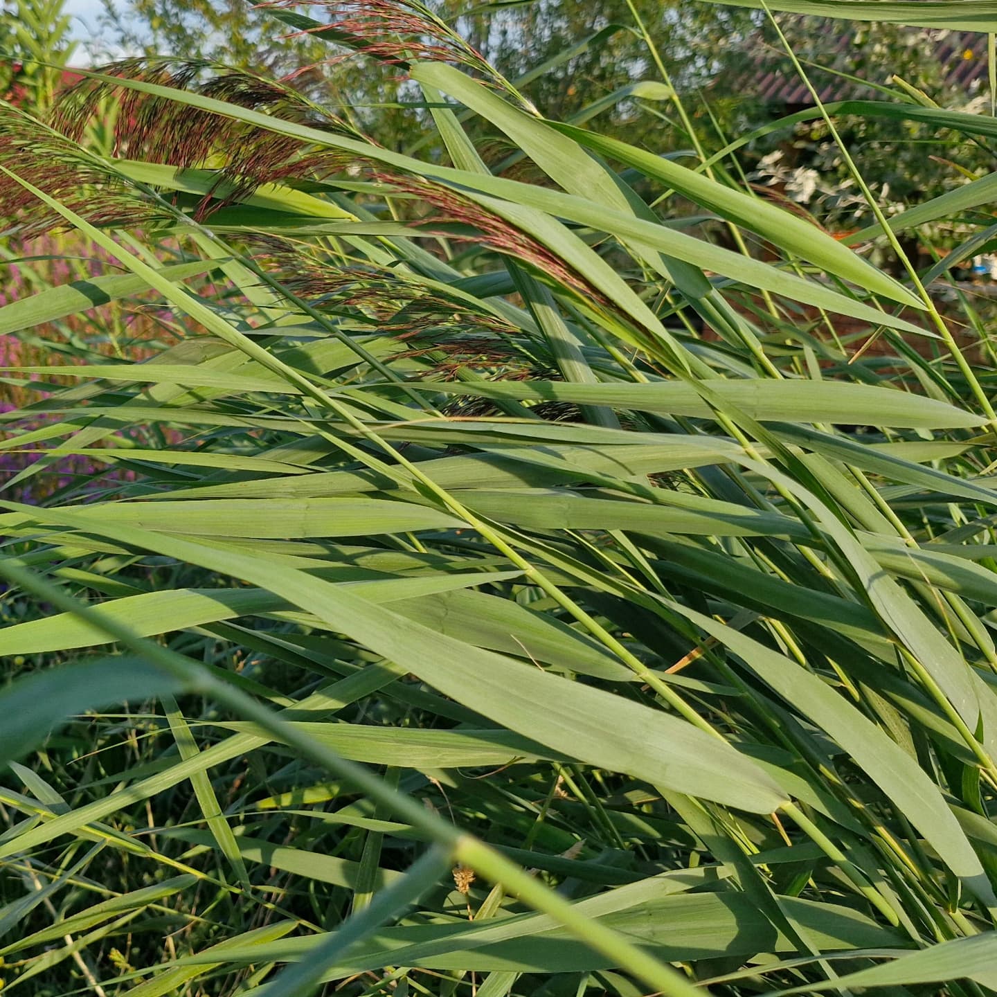 Trestia (Phragmites australis)