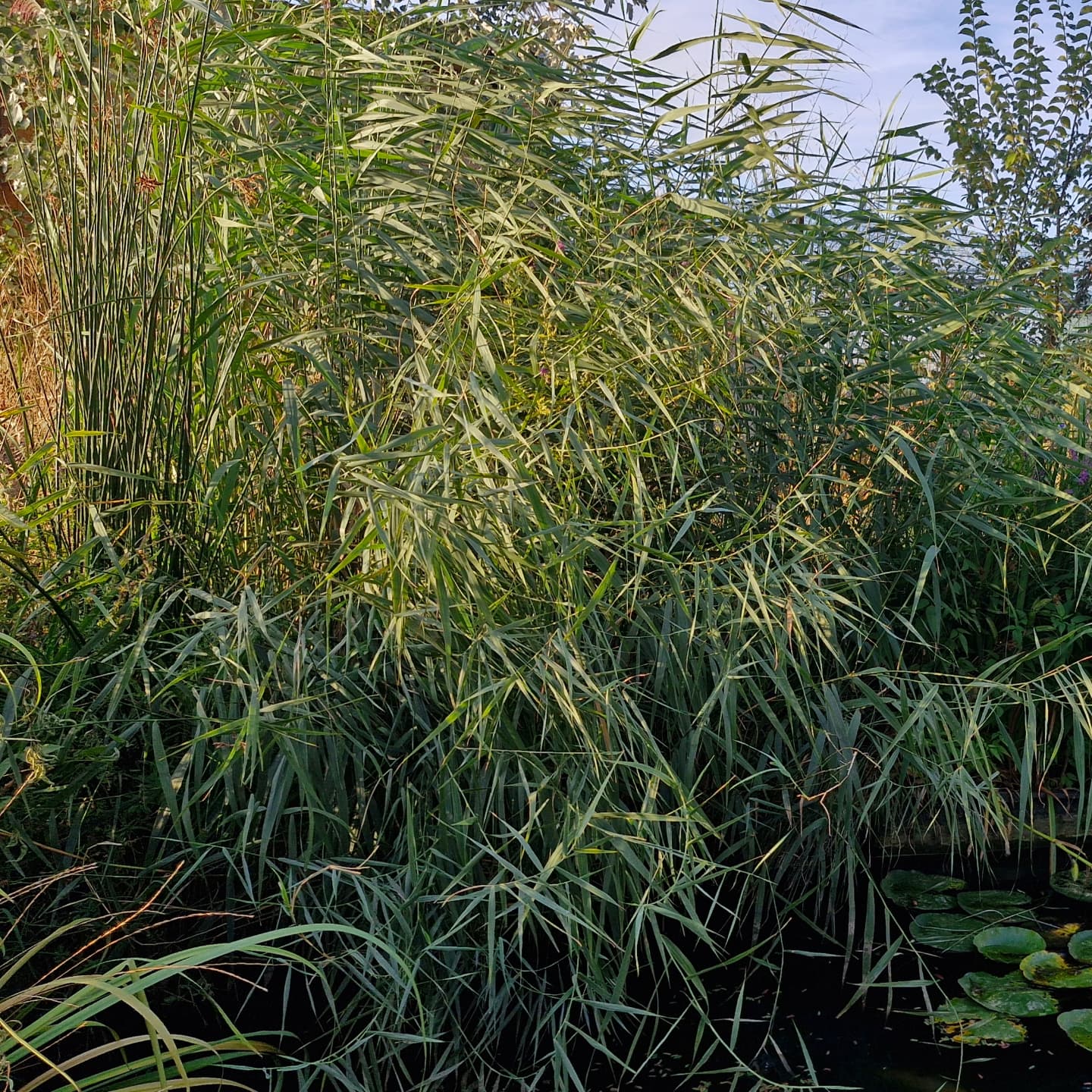 Trestia (Phragmites australis)