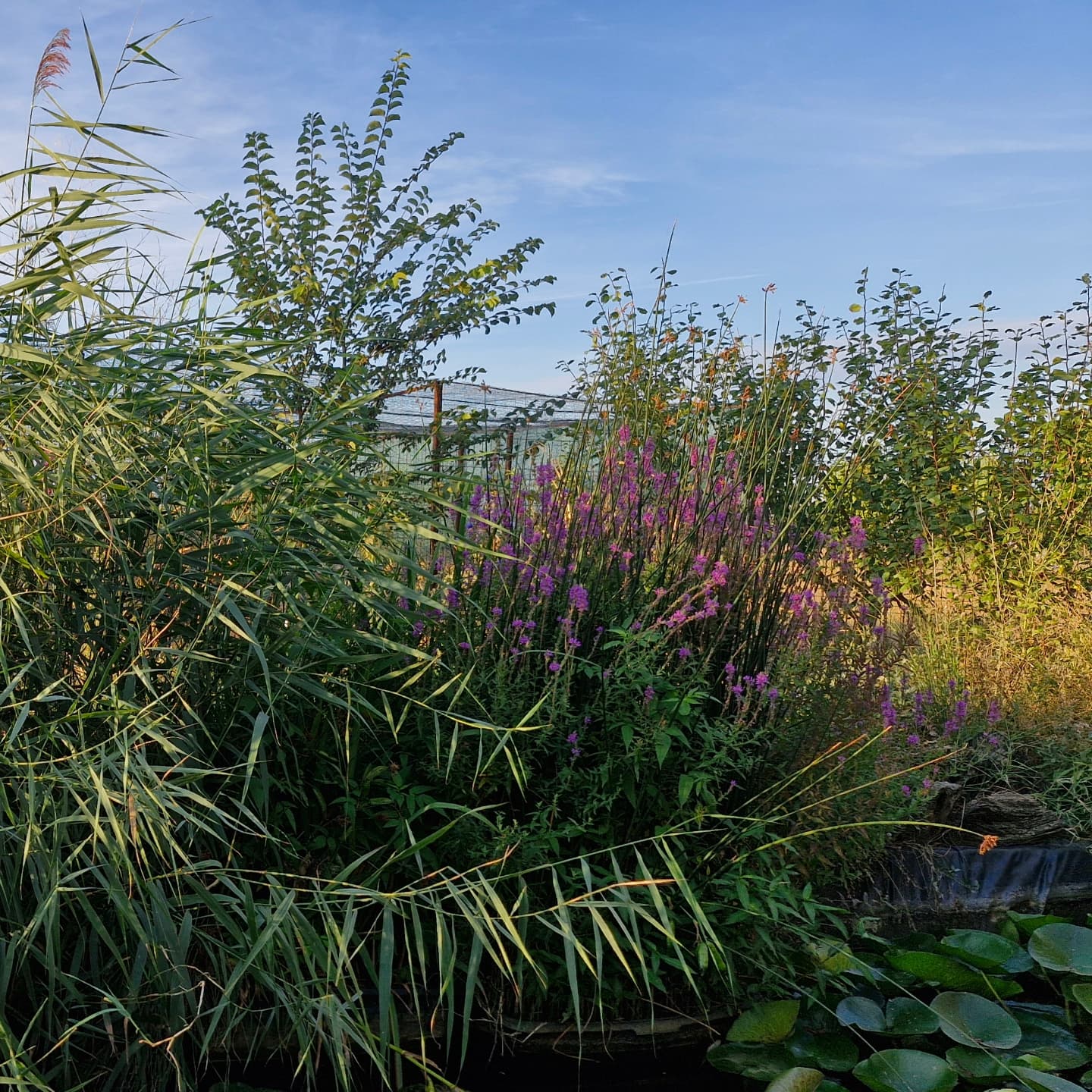 Trestia (Phragmites australis)