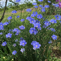In peren (Linum perenne)