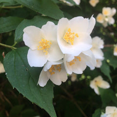 Lămâiță / Iasomia (Philadelphus coronarius)