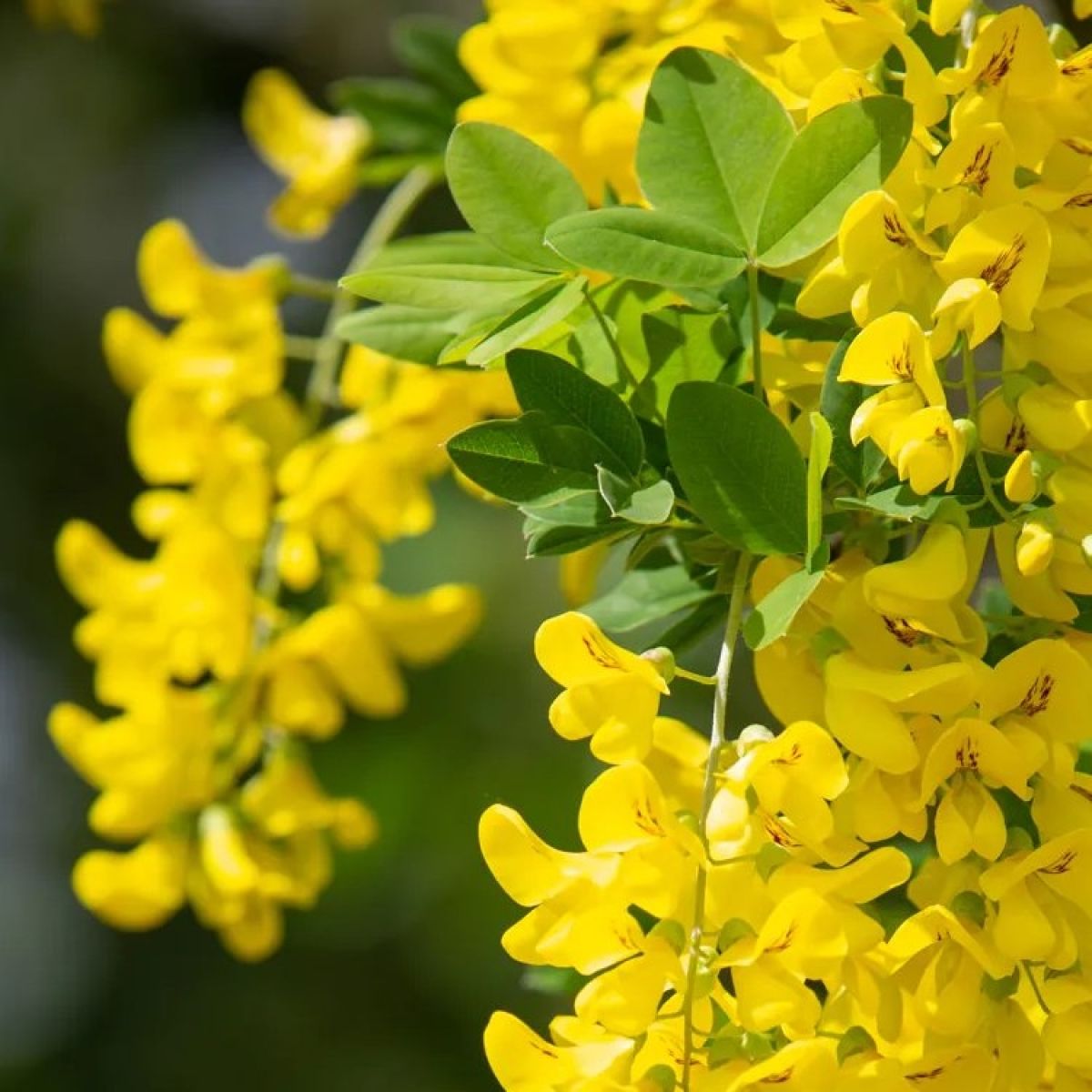 Salcâmul galben (Laburnum anagyroides)