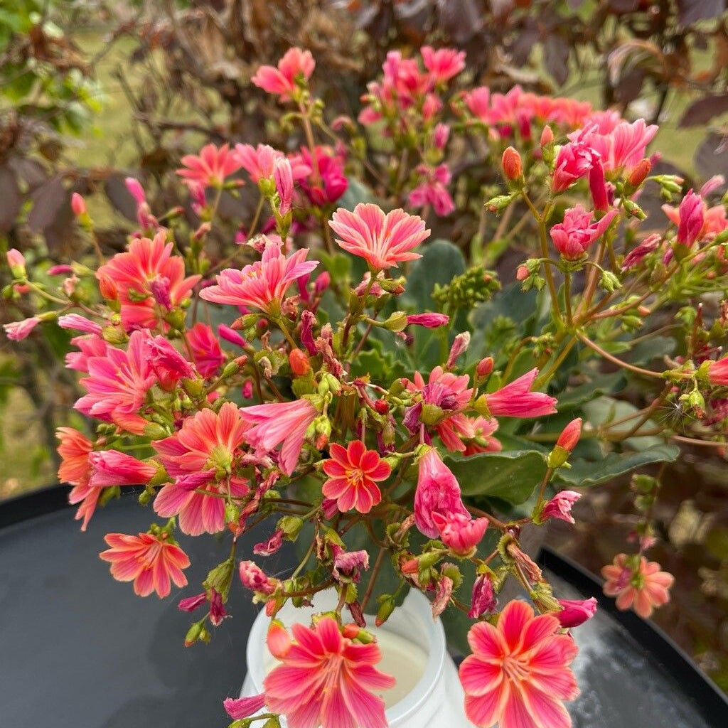 Flori de stâncă (Lewisia cotyledon) (mix de culori)
