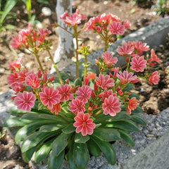 Flori de stâncă (Lewisia cotyledon) (mix de culori)