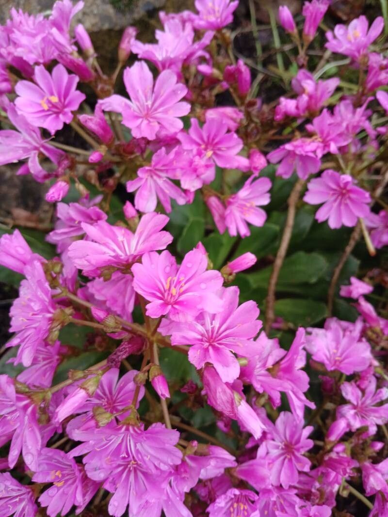 Flori de stâncă (Lewisia cotyledon) (mix de culori)