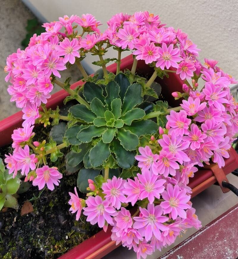 Flori de stâncă (Lewisia cotyledon) (mix de culori)