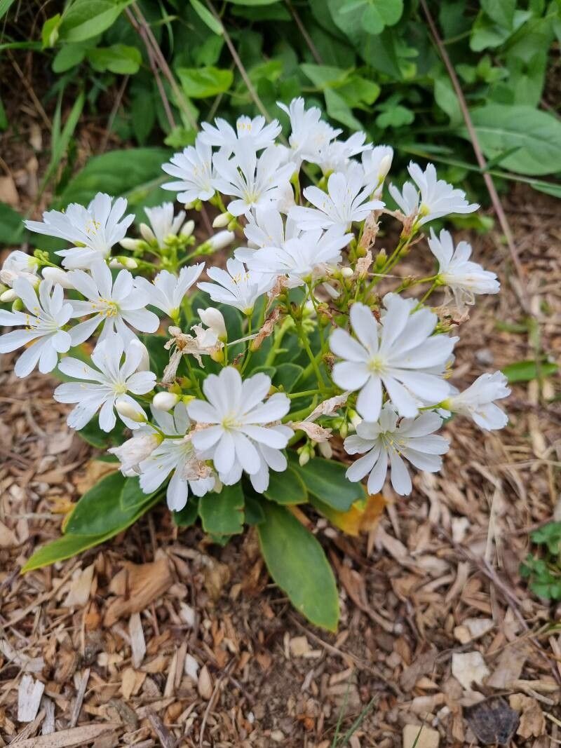 Flori de stâncă (Lewisia cotyledon) (mix de culori)