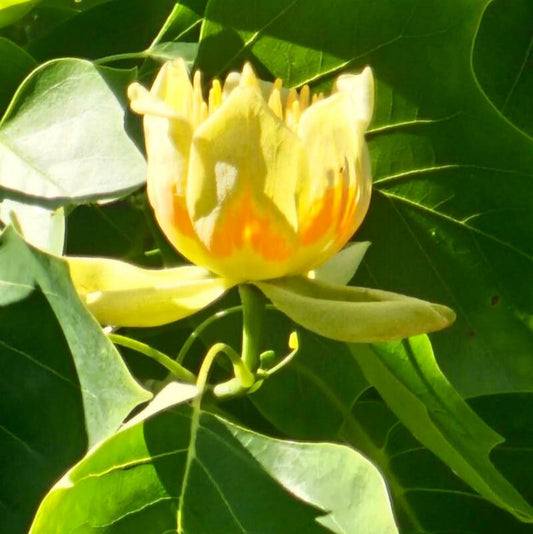 Arborele de lalele (Liriodendron tulipifera)