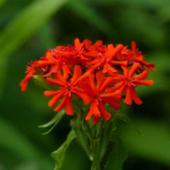Crucea malteză (Lychnis chalcedonica)
